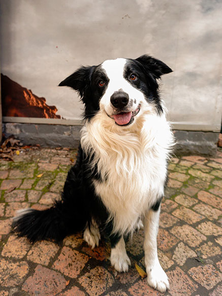 kobus-hellsend-dog